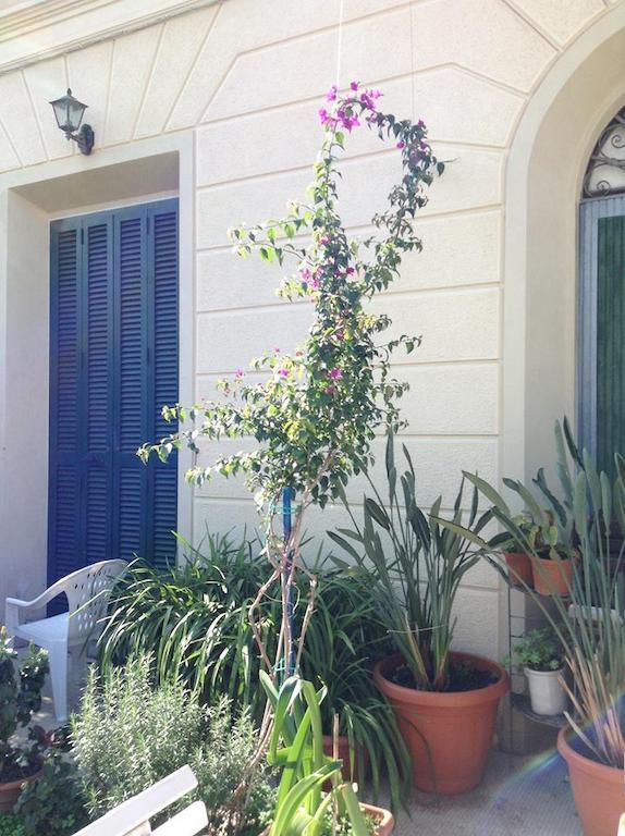 مبيت وإفطار فياريجيو Casa Fornaciari المظهر الخارجي الصورة